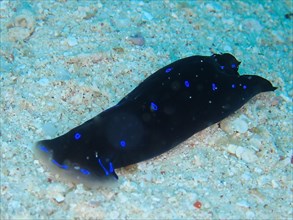 Blue dotted head slug