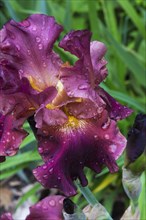 Blauwe Lis Bordeaux Iris