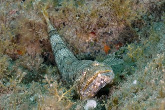 Atlantic lizardfish