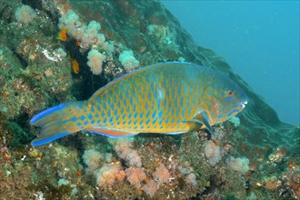 Blue-banded parrotfish