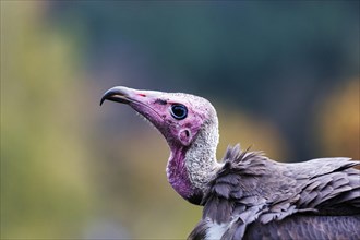 Hooded vulture