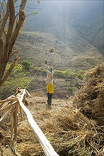 Man transporting sugarcane bales with a rope over a ravine