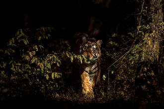 Wild Bengal tiger emerging out of the dark shadowy forest in Ranthambhore national park