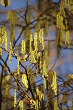 Hazelnut pollen