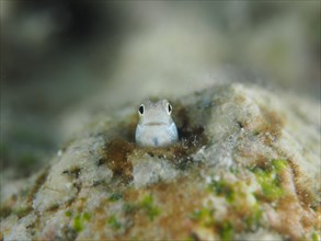 A tiny blue-bellied combtooth