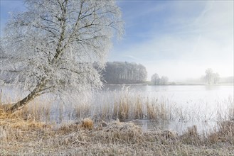 Frosty tree at Egelsee