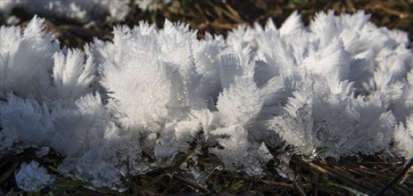 Close-up of hoarfrost