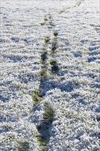Footprints in hoarfrost meadow