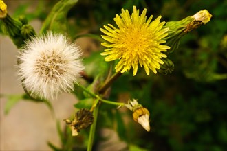 Close-up of a dandelion in all its stages with out-of-focus background