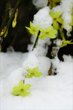Winter jasmine