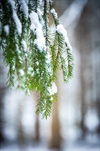 Fir branch with snow in the forest