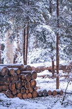 Wood pile in winter forest with snow in bad weather