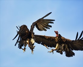 Two hooded vulture