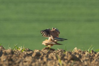 Kestrel male and female mating in field Male with open wings sitting on female seen left