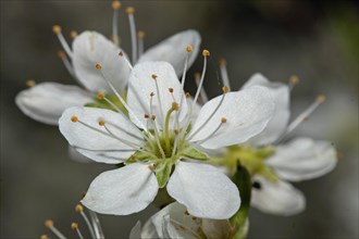 Blackthorn open white flower
