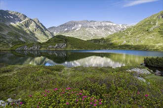 Giglachsee with alpine bush