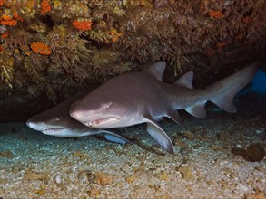 Two sand tiger sharks