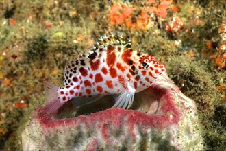 Spotted hawkfish