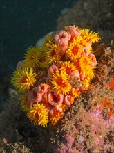 Red calyx coral