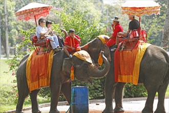 Thai men riding elephants