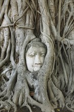 Buddha head looking out from the roots of a poplar fig