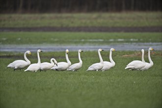 Whooper Swans