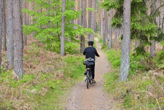 Woman riding a bicycle in the Darss Forest