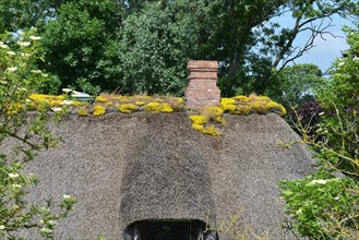 Flowers on a thatched roof