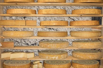 Gruyere cheese wheels stored on a wooden shelf to mature