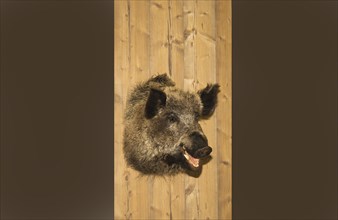 Preperated boars head hangs on a wooden wall