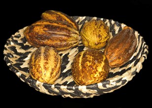 Six cocoa fruits