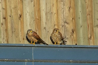 Kestrel two birds sitting on metal rail in front of wooden wall seeing differently