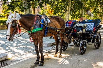Horse-drawn carriage with specially equipped horse