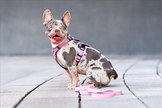 Merle tan French Bulldog dog wearing pink dog harness in front of gray wall