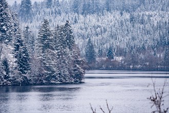 Forest by the lake with snow in winter