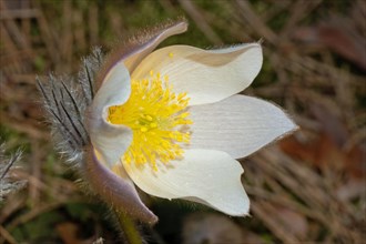 Spring pasque flower open white flower