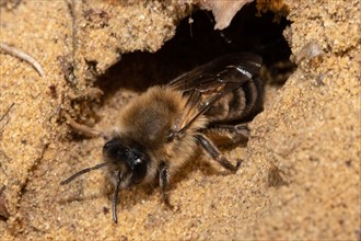 Spring silky bee sitting in front of brood hole in sand