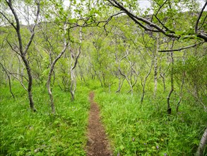 Path through a birch grove in Asbyrgi Canyon