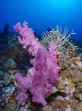 Hemprichs tree coral