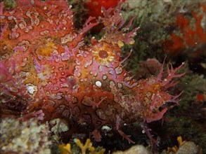 Close-up of popeyed scorpionfish