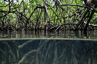 Mangroves in the tropics