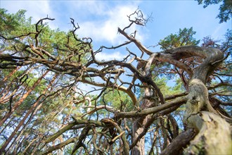 Deadwood structure in the Darss National Park