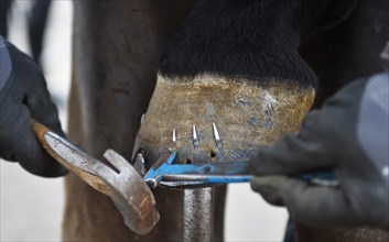 Farrier makes a new horseshoe for horse
