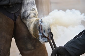 Farrier makes a new horseshoe for horse