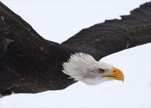 European white-tailed eagle