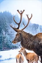 Deer in winter with snow