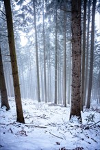 Forest in the snow in fog
