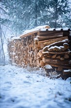 Metre-long wood on pile in forest near snow