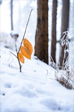 Yellow leaf in the snow