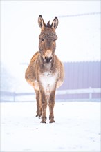 Donkey in winter with snow
